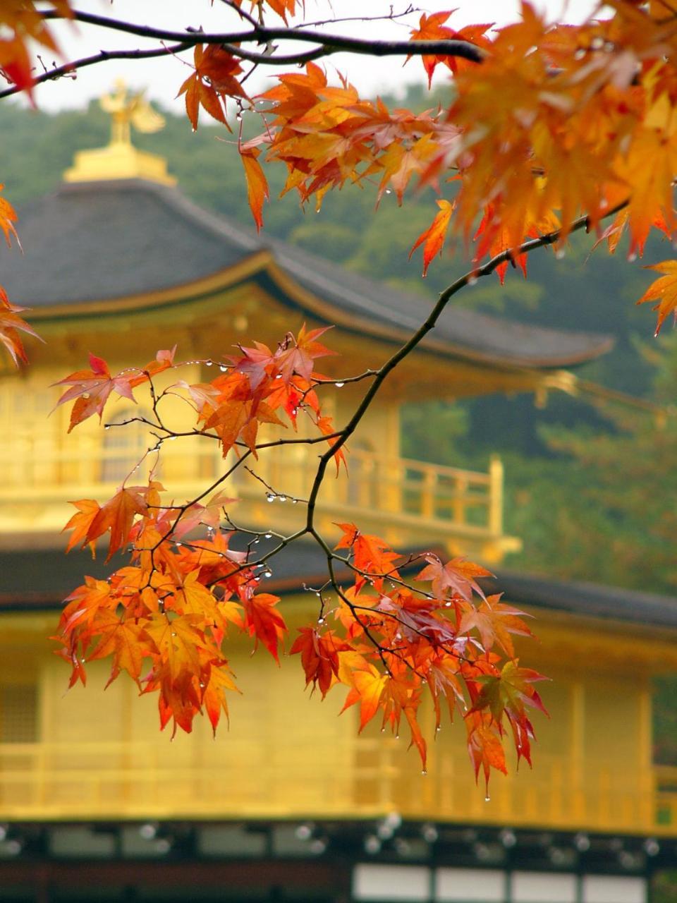 京都本的旅馆 外观 照片